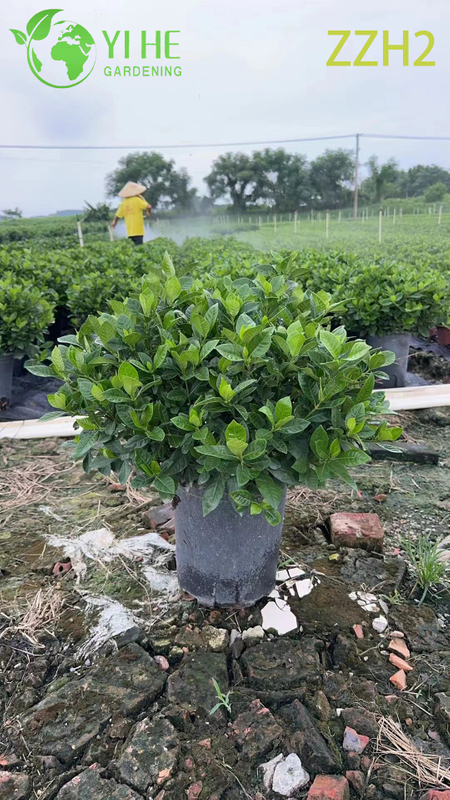 Wholesale Export Indoor Potted Gardenia Jasminoides Ornamental Flowering Plant Small-leaf