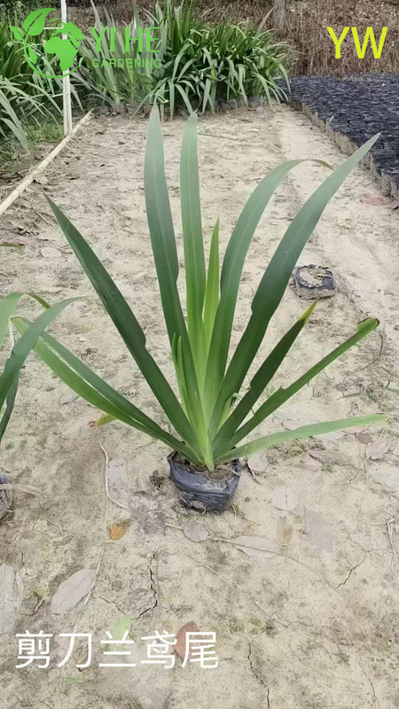 Оптовый экспортный цветок ириса, декоративное многолетнее садовое растение высшего качества