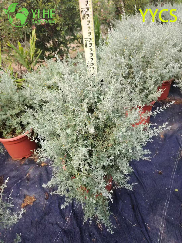 Wholesale Export Silver-Leaf Hamster Plant Ornamental Succulent Premium Quality