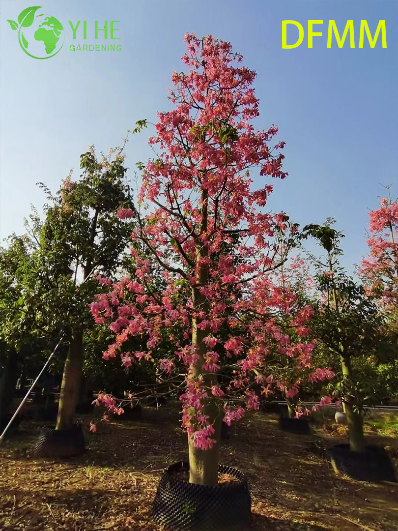 Wholesale Evergreen Ceiba Speciosa Ornamental Tree for Garden Landscaping Export