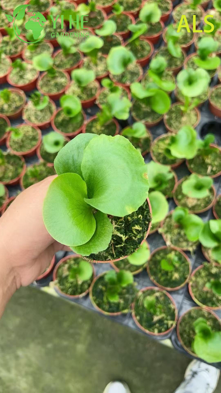 Wholesale Alice Potted Plants for Indoor Outdoor Garden Decoration