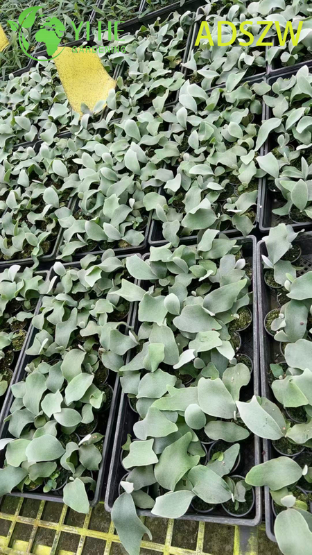 Wholesale Andes Java Potted Plants for Indoor Outdoor Landscaping & Decoration