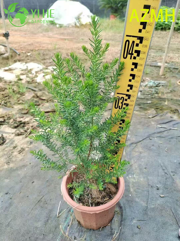 Wholesale Australian Rice Flower Potted Plants for Indoor Outdoor Decoration & Bouquets