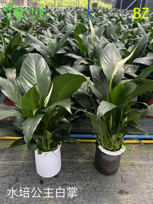 Wholesale White Spathiphyllum Potted Plants for Indoor Air-Purifying Decoration