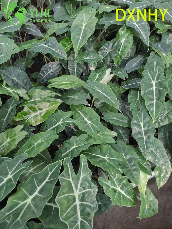 Wholesale Export Giant Fairy Alocasia Seedlings | Tropical Ornamental Foliage Seedlings