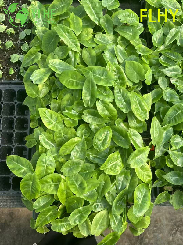 Esportazione all'ingrosso Piantine di Alocasia Pink Dragon | Piantine di fogliame ornamentale tropicale