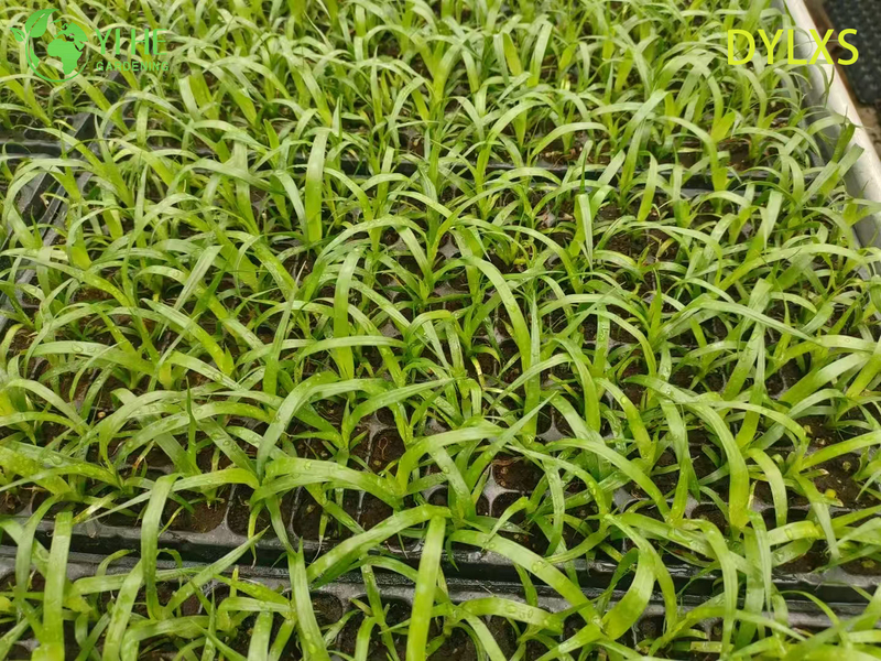 Esportazione all'ingrosso di piantine di dracaena a foglia larga | Piantine di piante ornamentali tropicali