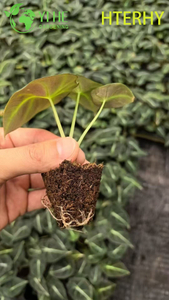 Wholesale Export Black Velvet Alocasia Seedlings | Tropical Ornamental Foliage Seedlings