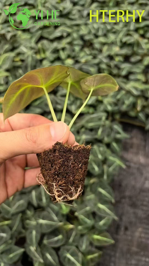 Wholesale Export Black Velvet Alocasia Seedlings | Tropical Ornamental Foliage Seedlings