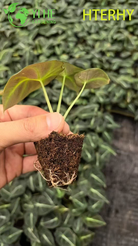 Piantine di alocasia di velluto nero per esportazione all'ingrosso | Piantine di fogliame ornamentale tropicale