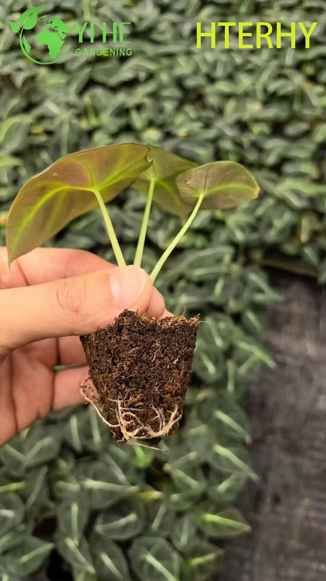 Wholesale Export Black Velvet Alocasia Seedlings | Tropical Ornamental Foliage Seedlings