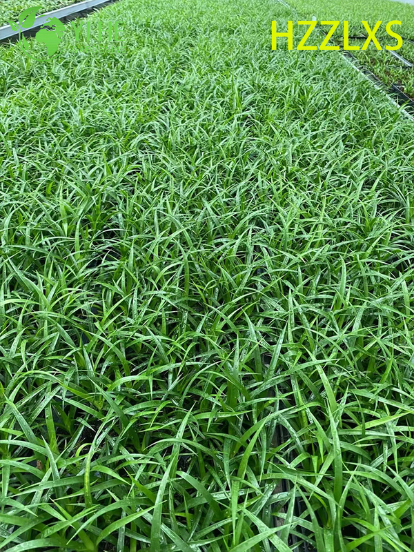Wholesale Export Black Pearl Dracaena Seedlings | Tropical Ornamental Plants Seedlings