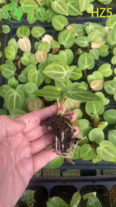 Wholesale Export King/Tie Anthurium Seedlings | Tropical Ornamental Foliage Seedlings