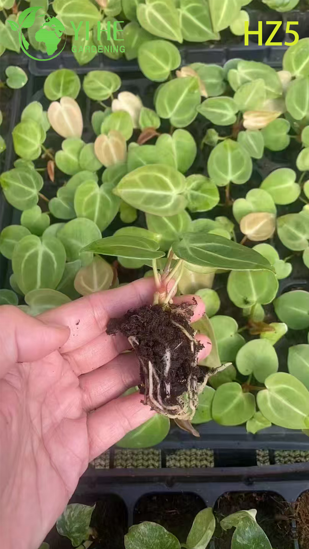 Wholesale Export King/Tie Anthurium Seedlings | Tropical Ornamental Foliage Seedlings