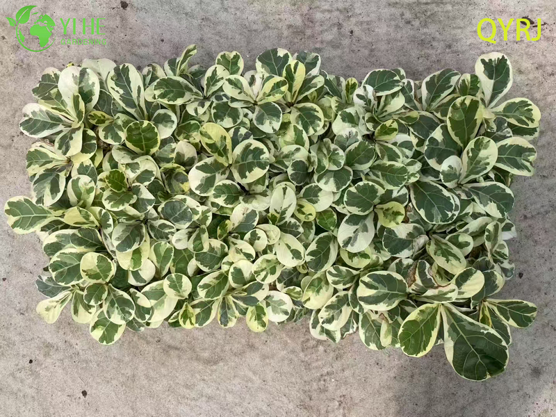 Piantine variegate di fico a foglia di violino per esportazione all'ingrosso | Piantine di piante ornamentali tropicali