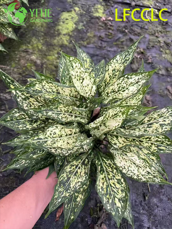Exportação no atacado de mudas de Jade Verde Aglaonema | Mudas de Folhagens Ornamentais Tropicais