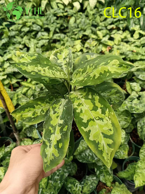 Wholesale Export Chocolate/Camouflage/Red Everlasting Aglaonema | Tropical Ornamental Plants Seedlings