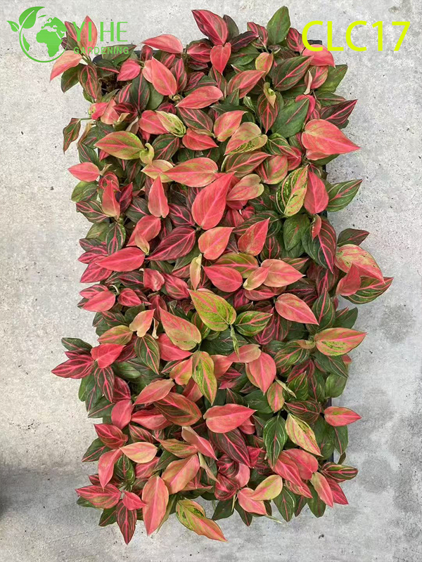 Wholesale Export Red Vein/White Vein/Red Radiance Aglaonema | Tropical Foliage Plants Seedlings
