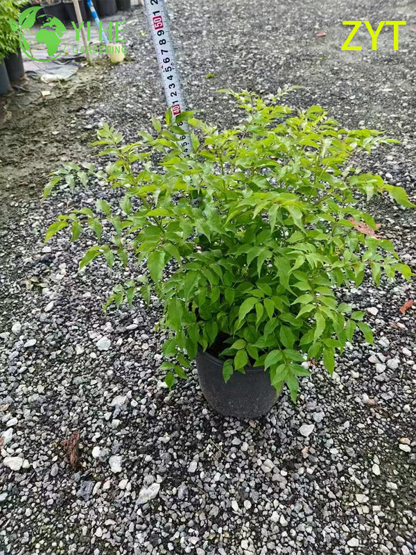 Purple Trumpet Vine Podranea Ricasoliana Climbing Flower Plant