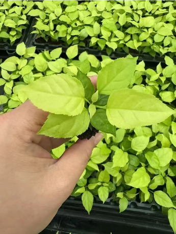 Gold Machera Seedlings.png