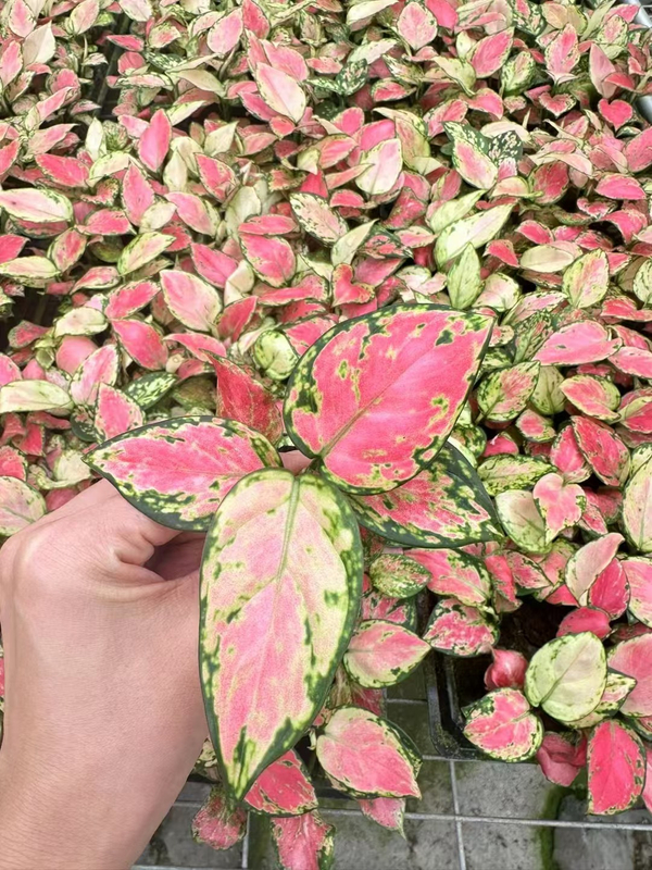 Aglaonema- Auspicious Red seedlings