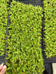 Dionaea Muscipula
