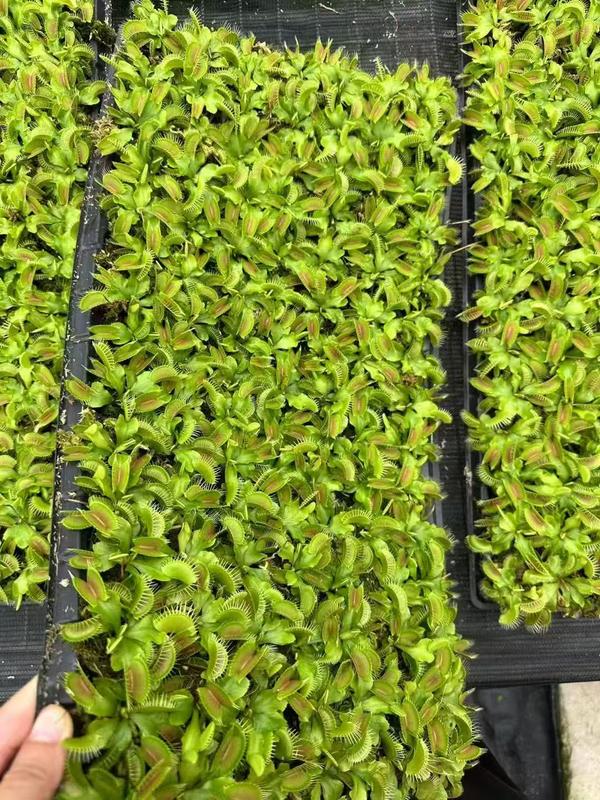 Dionaea Muscipula