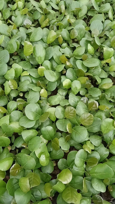 Coccoloba Uvifera