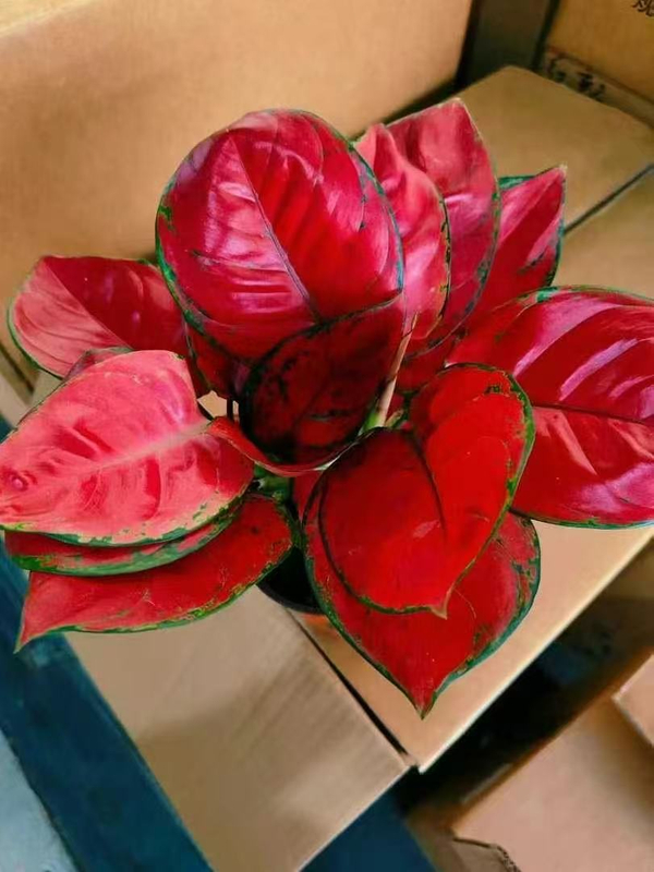 Red Beauty Aglaonema