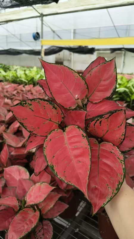 Red Luck Aglaonema