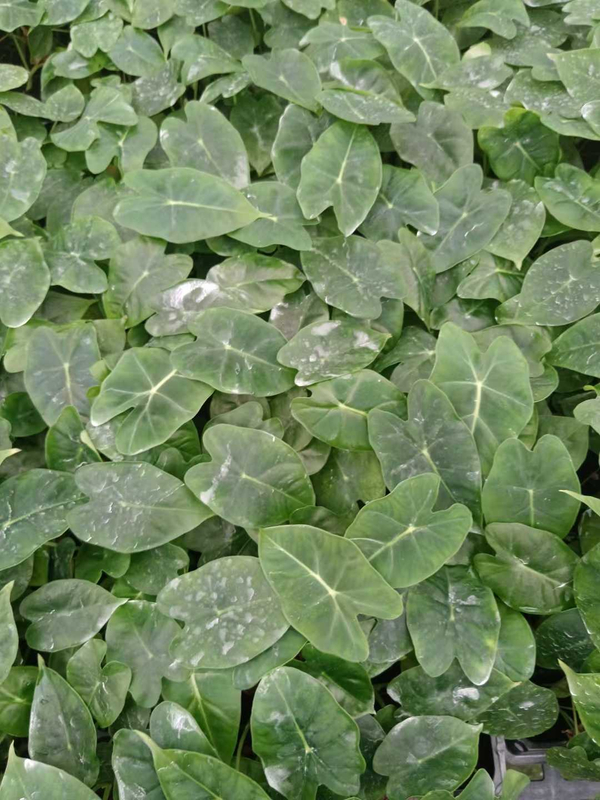 Anthurium Crystallinum