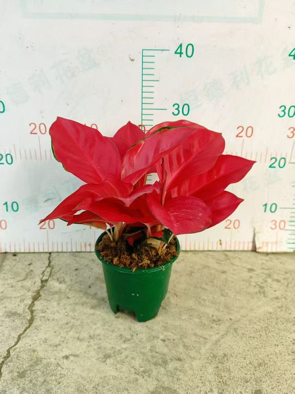 China Red Aglaonema