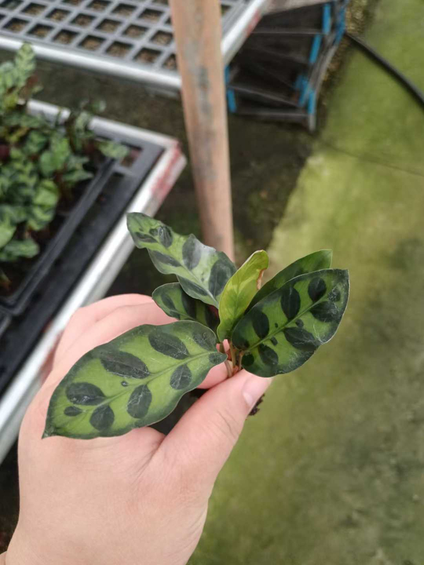 Calathea Seedlings