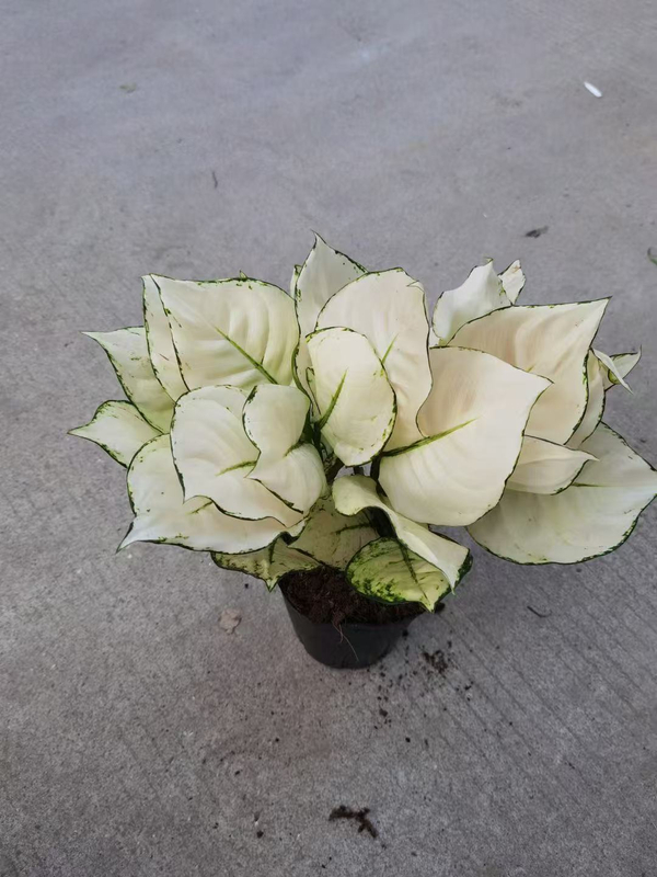 White Luck Aglaonema