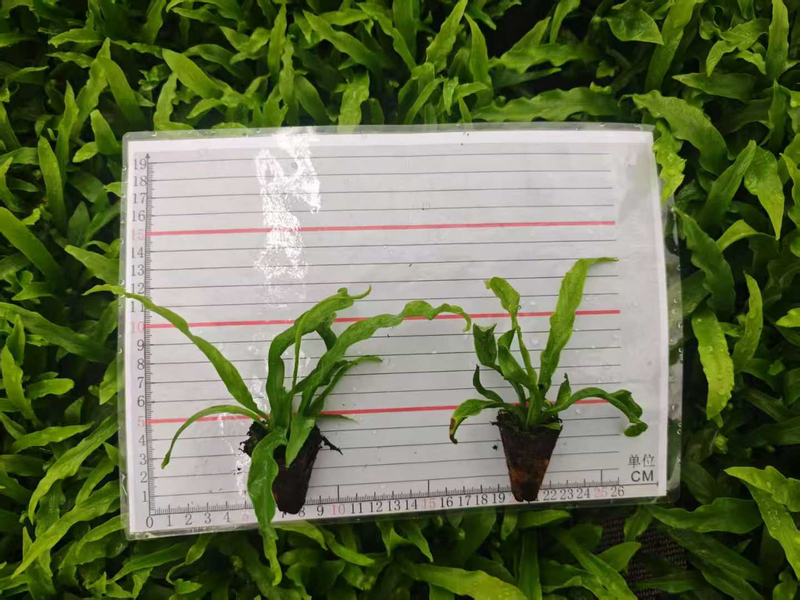 Asplenium Nidus