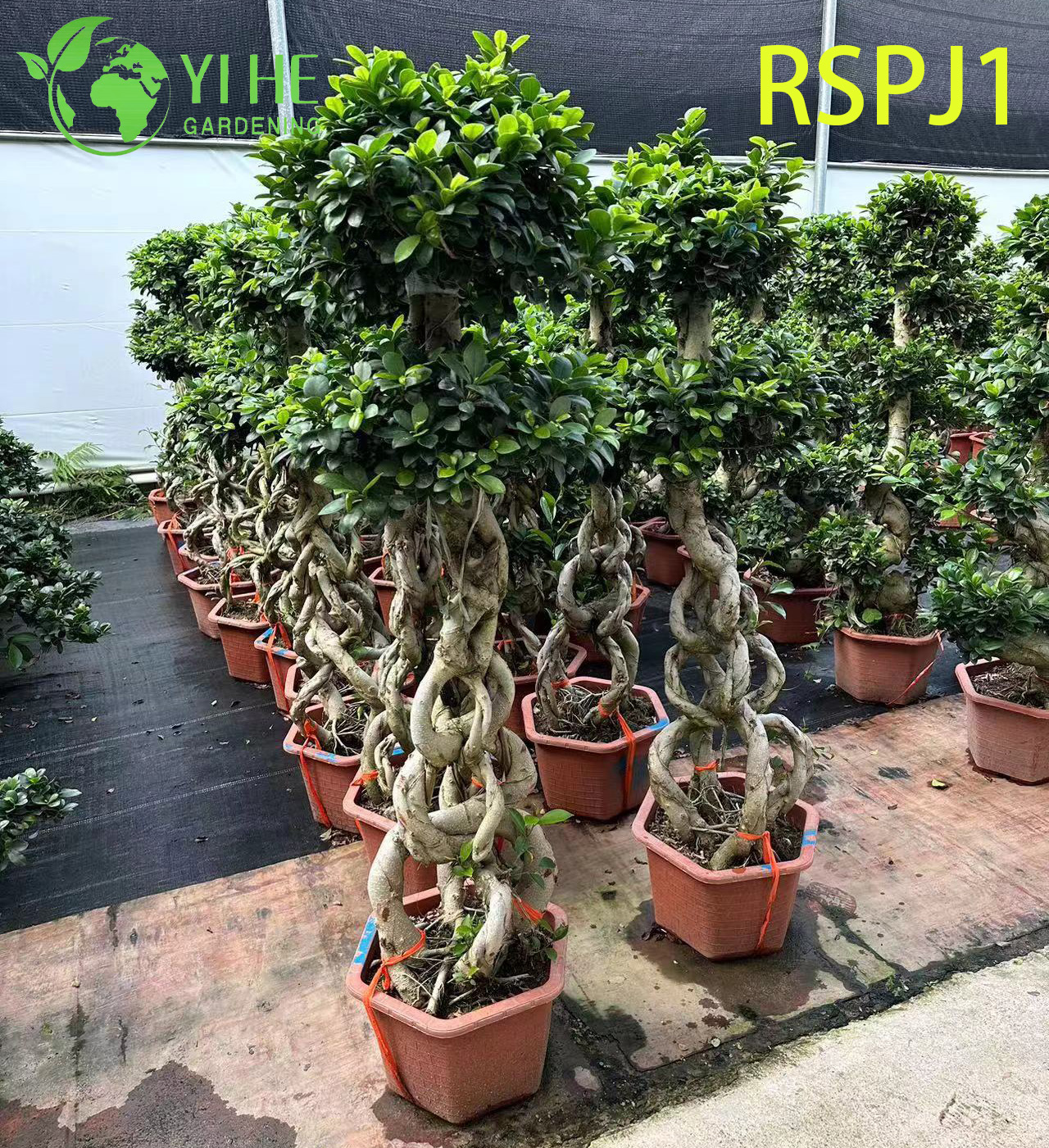 Thick Woven Trunk Tall Artistic Ficus Tree A Live Indoor Floor Plant Bonsai