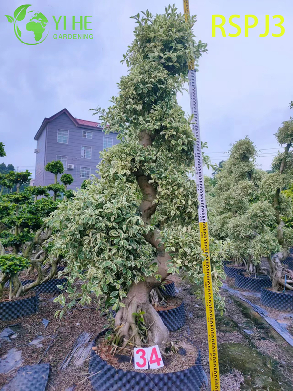 Multi-tiered Umbrella Tall Artistic Ficus Tree A Live Indoor Floor Plant Bonsai