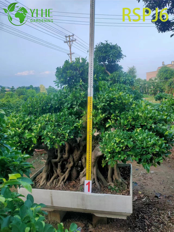 Exposed Root Umbrella Canopy Tall Artistic Ficus Tree Outdoor Floor Plant Bonsai