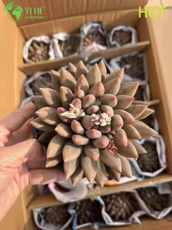 Wholesale Pink Dragonfly Pachyveria Live Succulent Pointed Rosette Bonsai