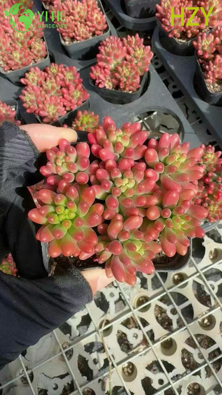 Wholesale Red Jelly Bean Plant Live Succulent Sedum Rubrotinctum Bonsai