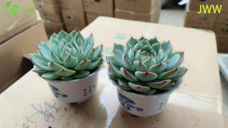 Live Pink Tip Echeveria Chihuahuaensis Succulent Plant for Wholesale Export Bonsai