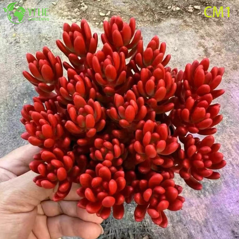 Wholesale Rainbow Jelly Bean Succulent Live Plant Spring Cluster Bonsai