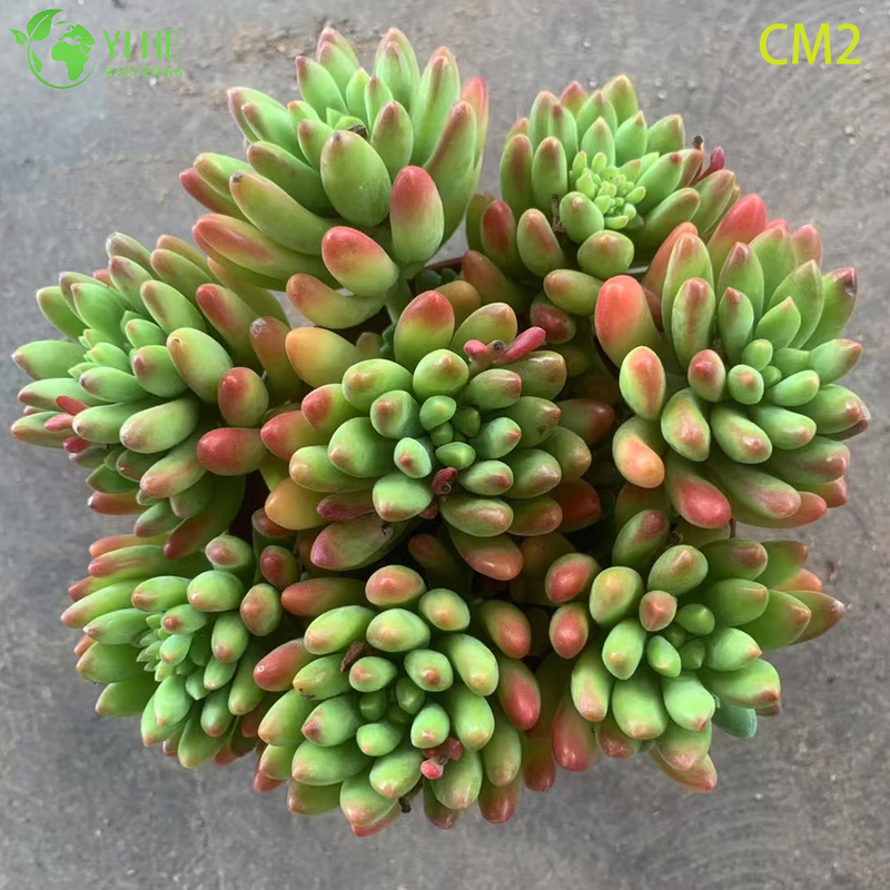 Wholesale Pink Berry Jelly Bean Succulent Live Plant Cluster Bonsai