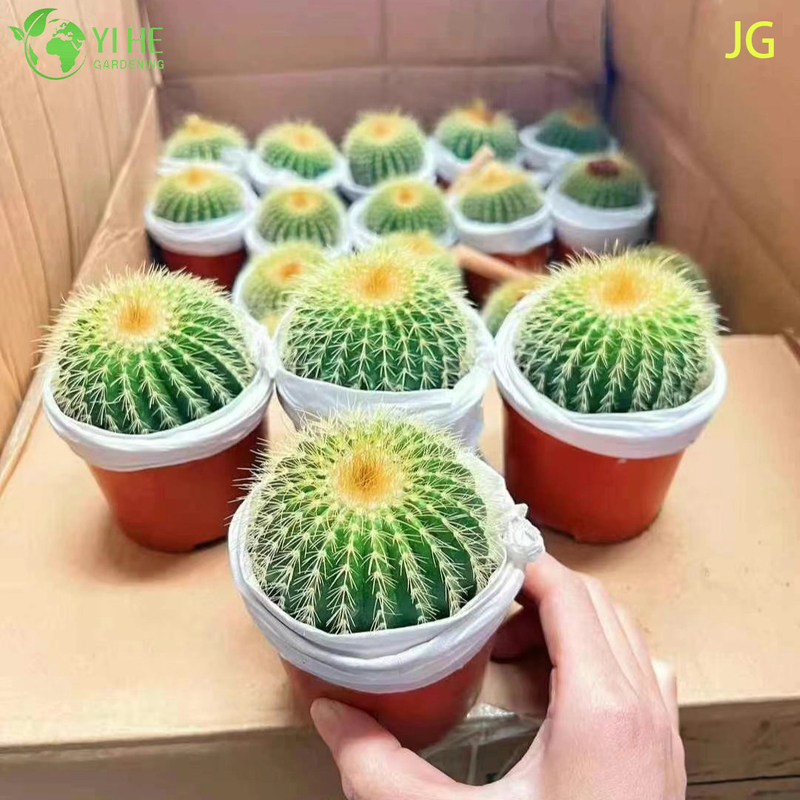 Wholesale Live Blooming Cactus with Large White Yellow Flowers Bonsai