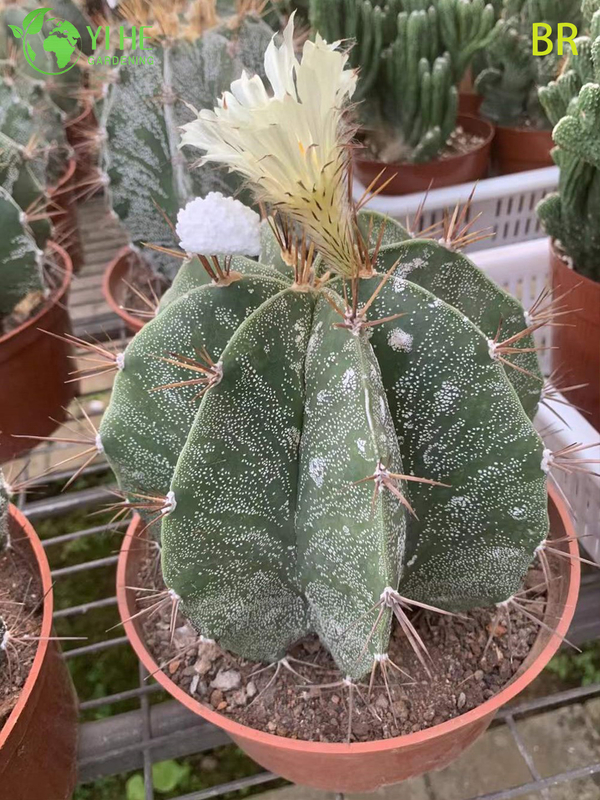 Wholesale Astrophytum Ornatum Monks Hood Cactus Live Star Plant Bonsai