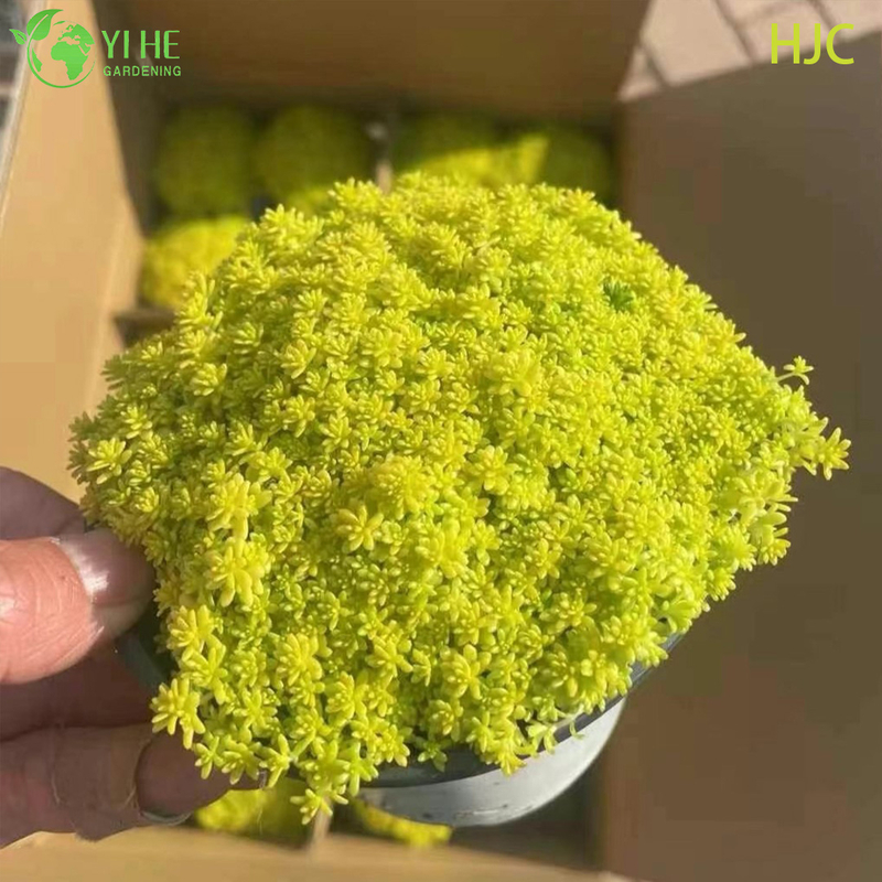 Wholesale Golden Japanese Stonecrop Live Plant Sedum Groundcover Bonsai