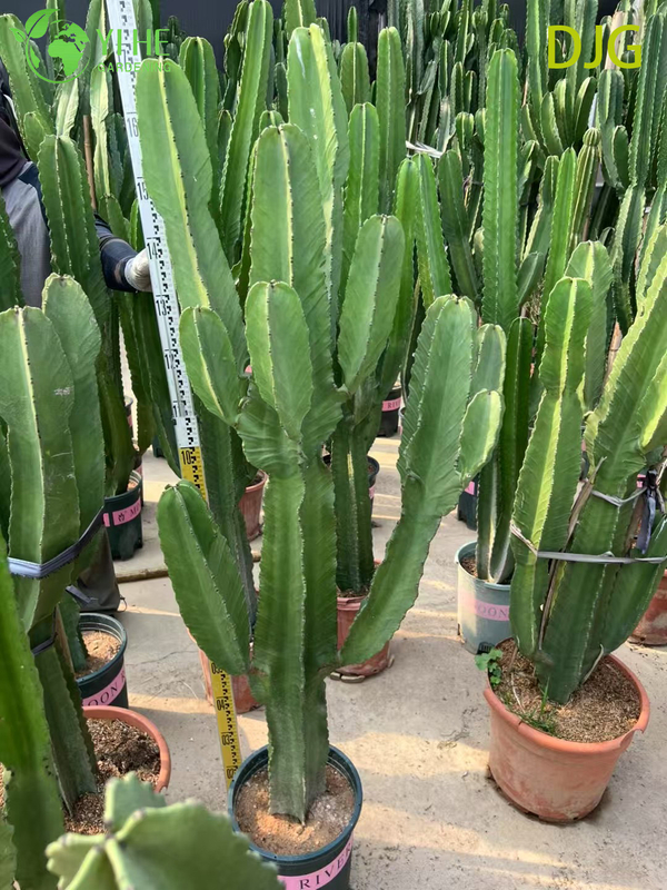 Large Candelabra Tree Euphorbia Live Plant for Indoor Decor Bonsai