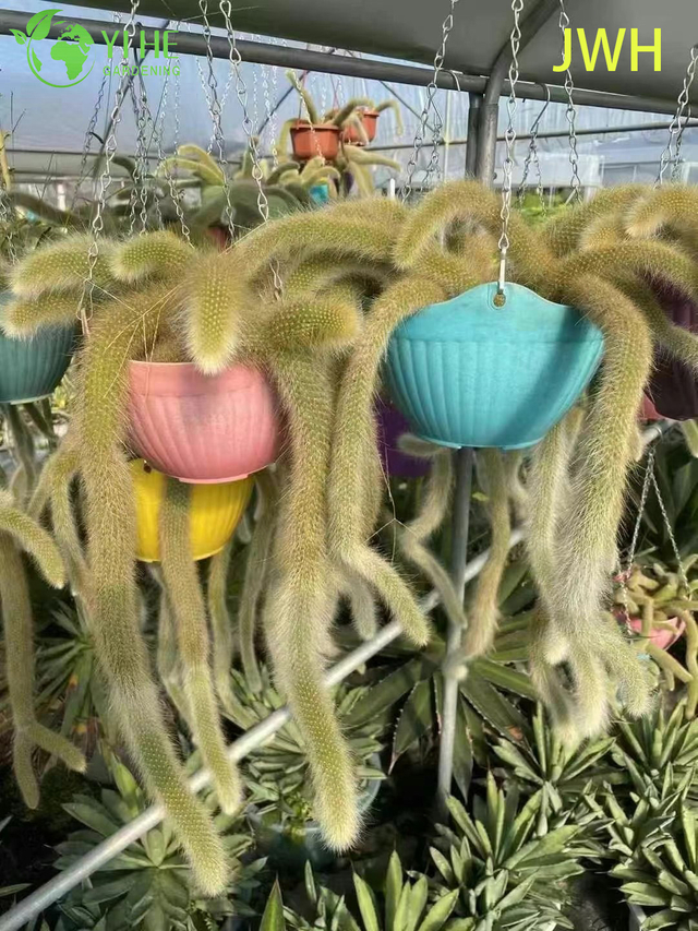 Wholesale Live Nine-tailed Fox Monkey's Tail Cactus in Hanging Basket for Decor Bonsai