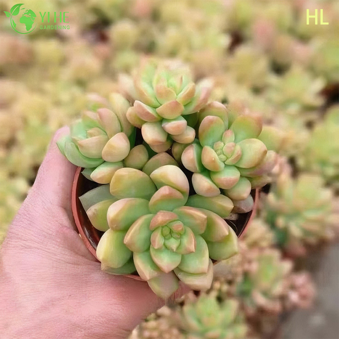 Wholesale Golden Glow Sedum Adolphii Live Succulent Plant Cluster Bonsai