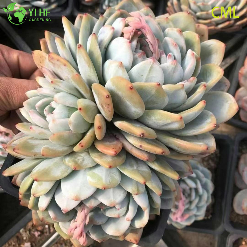 Wholesale Echeveria Orange Monroe Live Succulent Plump Rosette Bonsai